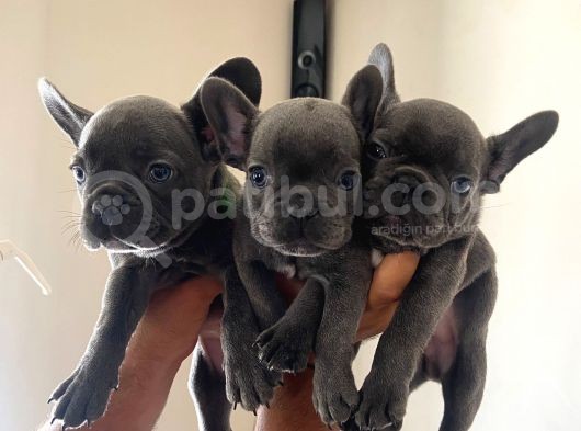 A Kalite Erkek Blue French Bulldoglar