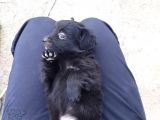 Siyah Terrier Yavrularımız