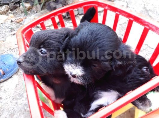 Siyah Terrier Yavrularımız görsel