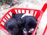 Siyah Terrier Yavrularımız