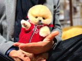 Irk Ve Sağlık Garantili Pomeranian Boo Yavrularımız