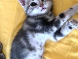 Çok Uyguna Scotti̇sh Ve Bri̇ti̇sh Si̇lver Yavrular
