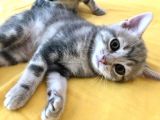 Çok Uyguna Scotti̇sh Ve Bri̇ti̇sh Si̇lver Yavrular