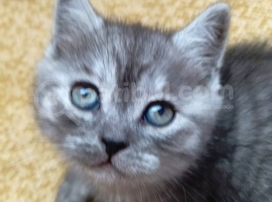 Gri̇ Scoti̇sh Yavrular görsel