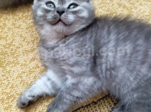 Gri̇ Scoti̇sh Yavrular görsel