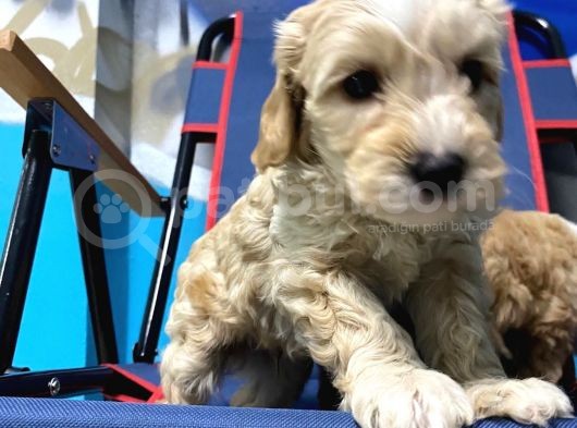 Malti̇poo Yavrular Hazir görsel