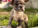 Show Kalite French Bulldog Bebekler