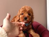Orji̇nal Toy Poodle Yavrular