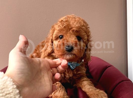 Orji̇nal Toy Poodle Yavrular görsel