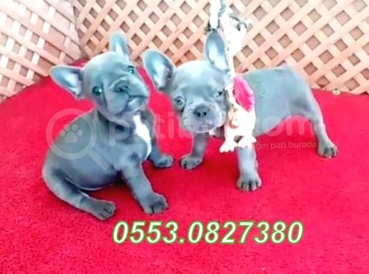 Üst Düzey Safkan Blue French Bulldog Yavrular