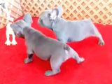 Üst Düzey Safkan Blue French Bulldog Yavrular