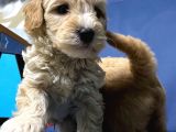 Malti̇poo Yavrular Hazir