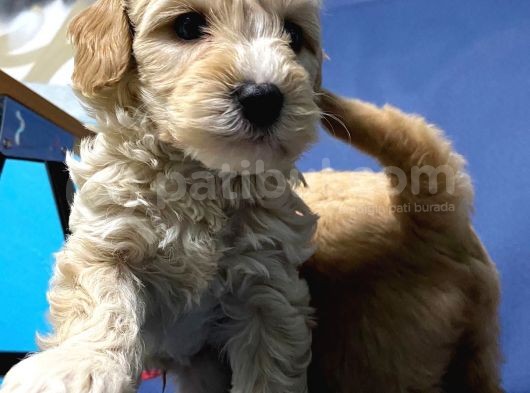 Malti̇poo Yavrular Hazir görsel