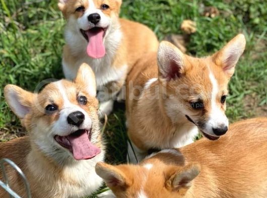 Secereli Welsh Corgi Yavrular görsel