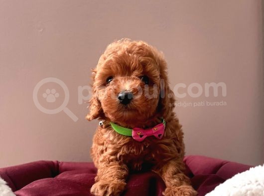 Orji̇nal Toy Poodle Yavrular