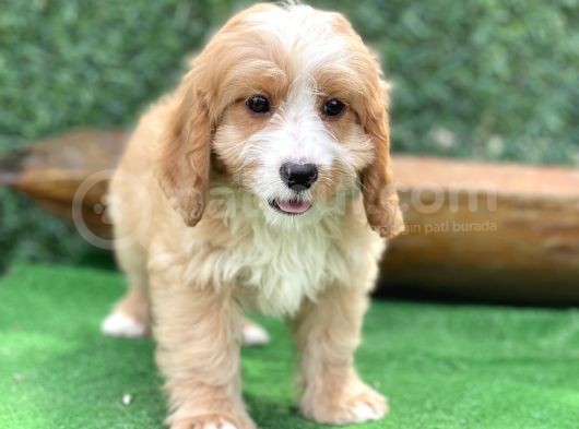 Show Kalite Maltipoo Yavrular görsel