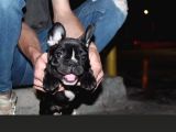 Gerekli Aşıları Yapılmış French Bulldog