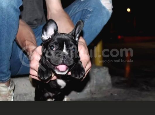 Gerekli Aşıları Yapılmış French Bulldog görsel