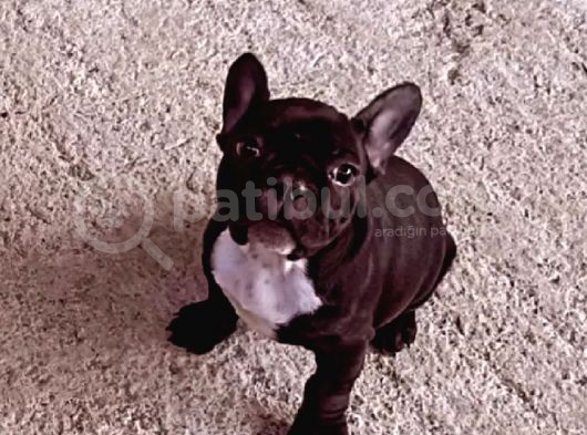 Gerekli Aşıları Yapılmış French Bulldog