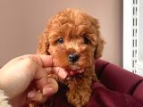 Orji̇nal Toy Poodle Yavrular
