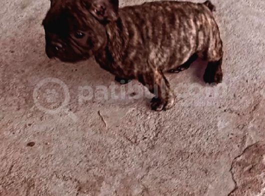 Gerekli Aşıları Yapılmış French Bulldog görsel