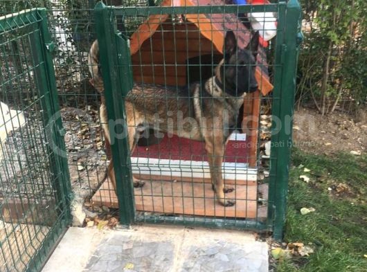Belçika Kurdu Malinois