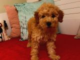 Poodle Yavrumuz