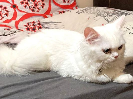 6 Aylık Chincilla Güzel Kızımız görsel