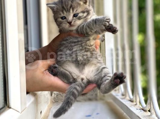2 Aylık Erkek British Shorthair görsel