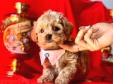 Orji̇nal Malti̇po Yavrular 
