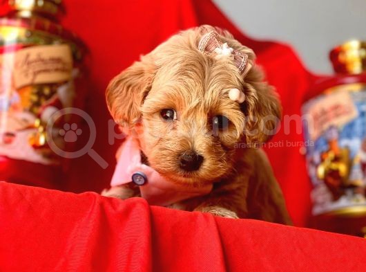 Orji̇nal Malti̇po Yavrular  görsel