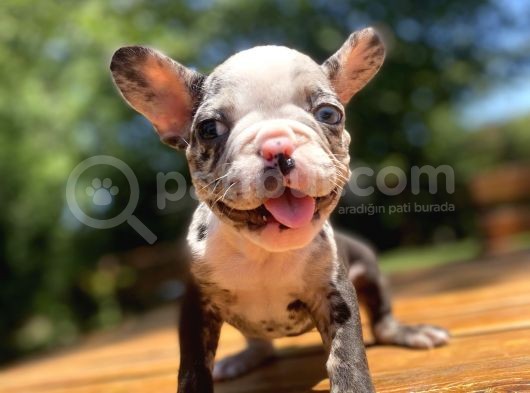 Blue Merle Özel French Bulldog Yavrumuz