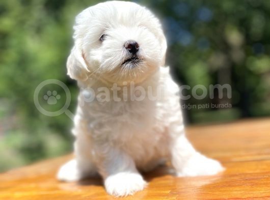 Maltese Terri̇er Bebekleri̇mi̇z görsel
