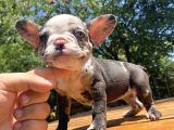 Blue Merle Özel French Bulldog Yavrumuz