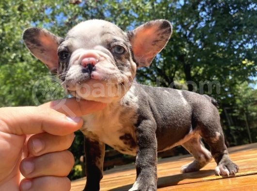 Blue Merle Özel French Bulldog Yavrumuz görsel