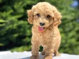 Sevi̇mli̇ Poodle Bebekler