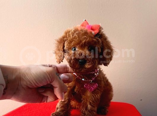 Orji̇nal Toy Poodle görsel