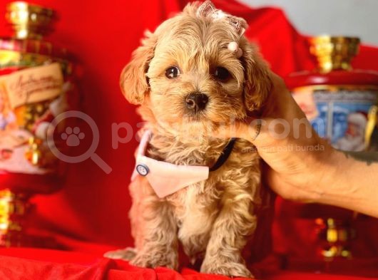 Orji̇nal Malti̇po Yavrular 