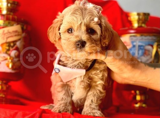Orji̇nal Malti̇po Yavrular  görsel