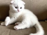 Safkan Scottish Fold Yavrumuz