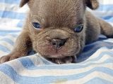 Exotic French Bulldog