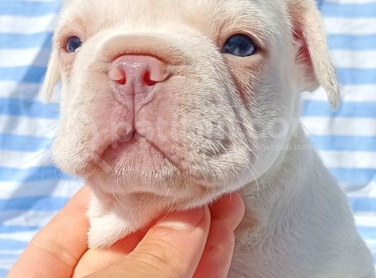 Exotic French Bulldog görsel