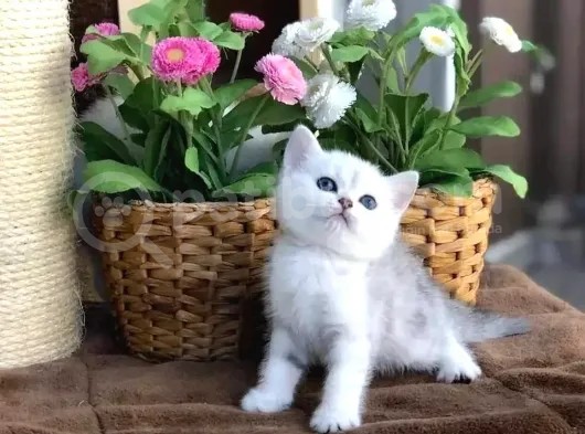 British Shorthair Dişi