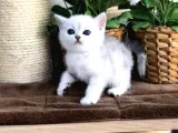 British Shorthair Dişi