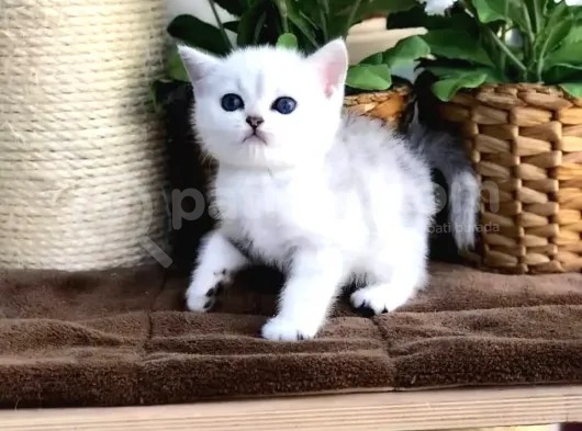 British Shorthair Dişi görsel