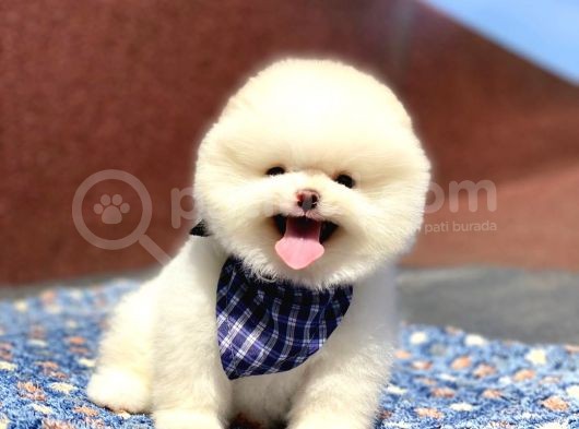 3 Aylık Boo görsel