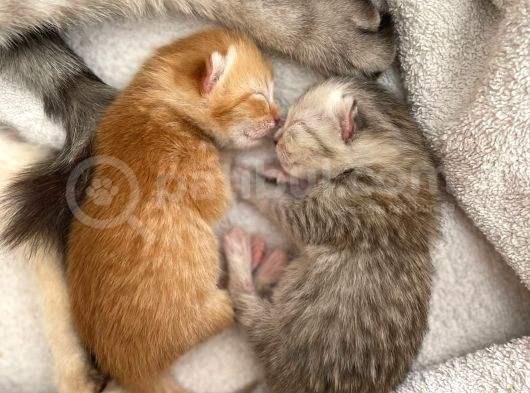 Orjinal  British Shorthair Yavrularımız görsel