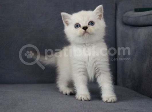 Mama Karşılığı Sahiplendirilecektir görsel
