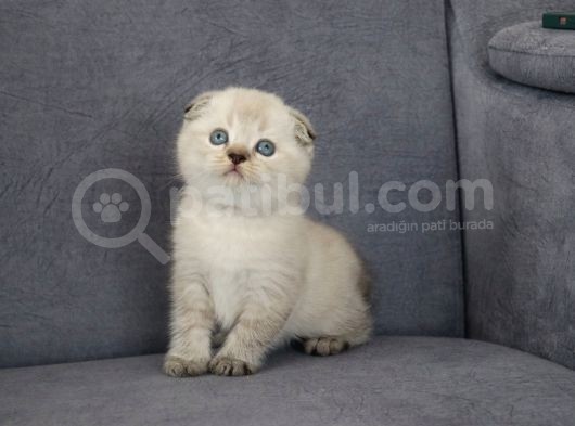 Mama Karşılığı Sahiplendirilecektir