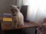 3 Aylık Scottish Fold Bebeğimiz